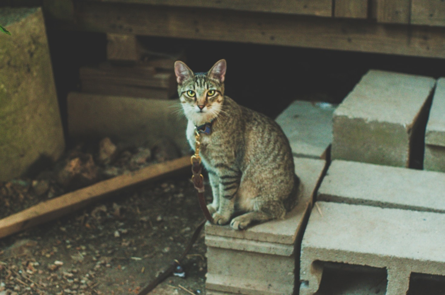 Por Que o Adestramento Felino é Importante?