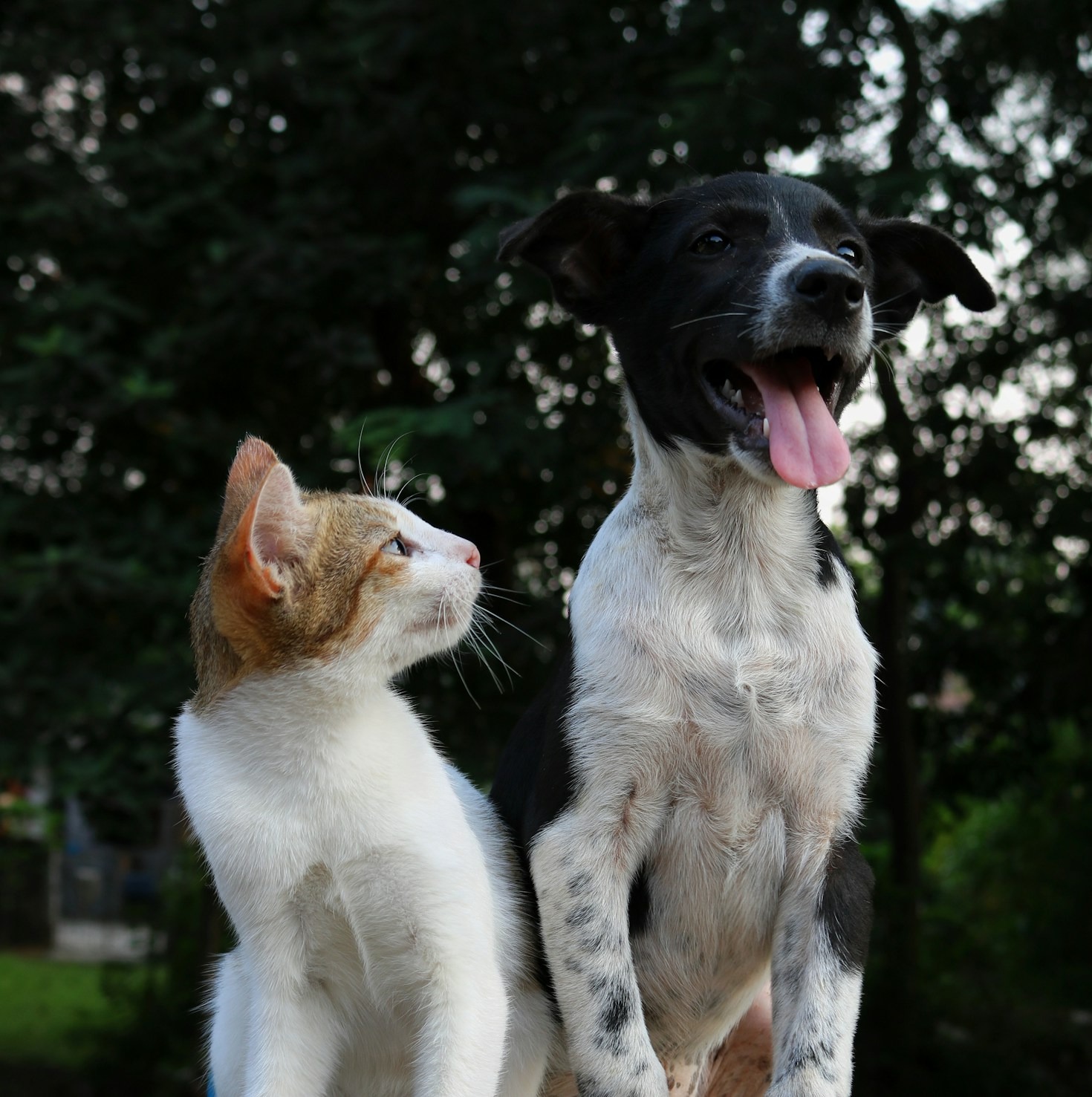 Os Benefícios de Ensinar Comportamentos a Gatos